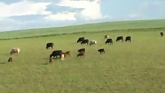 Teen Sex In Dutch Countryside