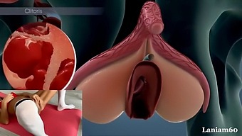 Exploring The Female Orgasm Through Biology